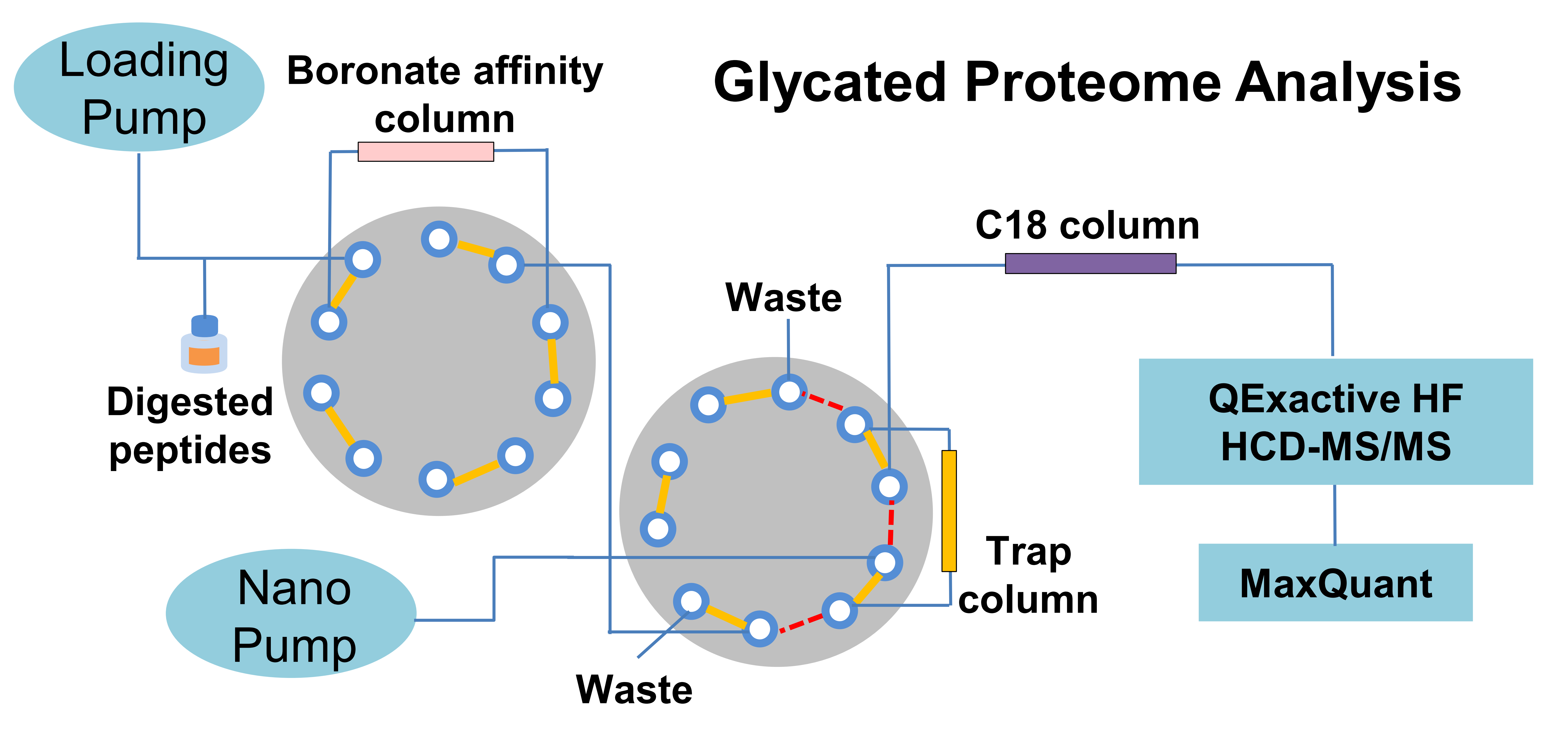 glycation image